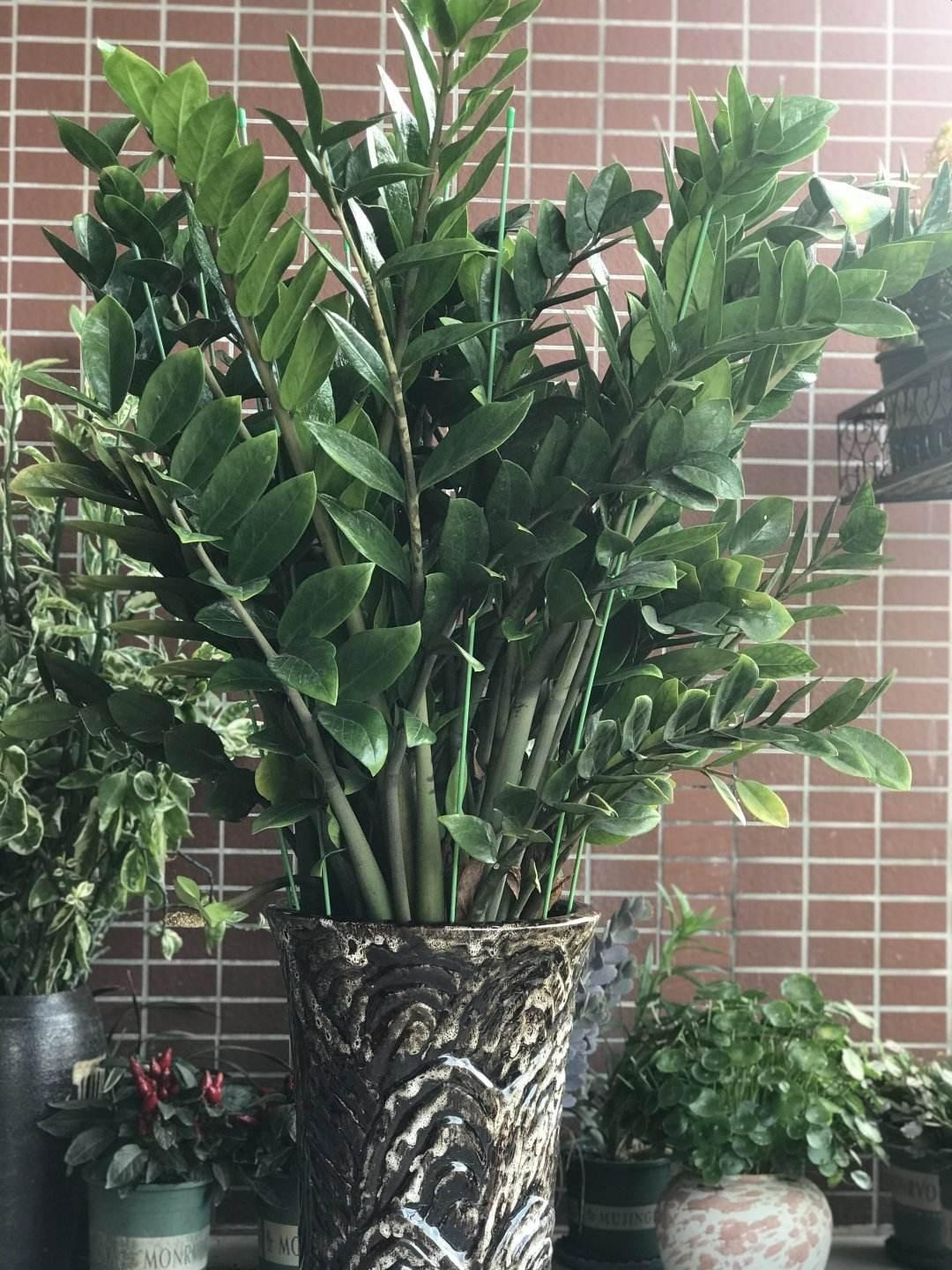 5 cây cảnh nếu không đổi "nhà mới" sẽ thành kẻ phá phách, ăn sạch đất, bóp vỡ chậu - Ảnh 8.