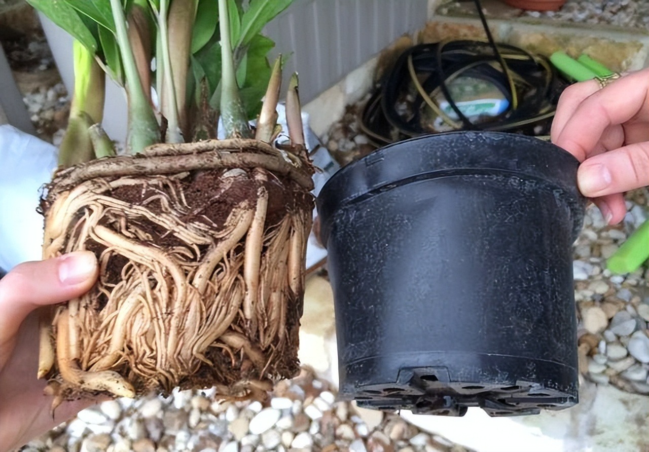 5 cây cảnh nếu không đổi "nhà mới" sẽ thành kẻ phá phách, ăn sạch đất, bóp vỡ chậu - Ảnh 9.