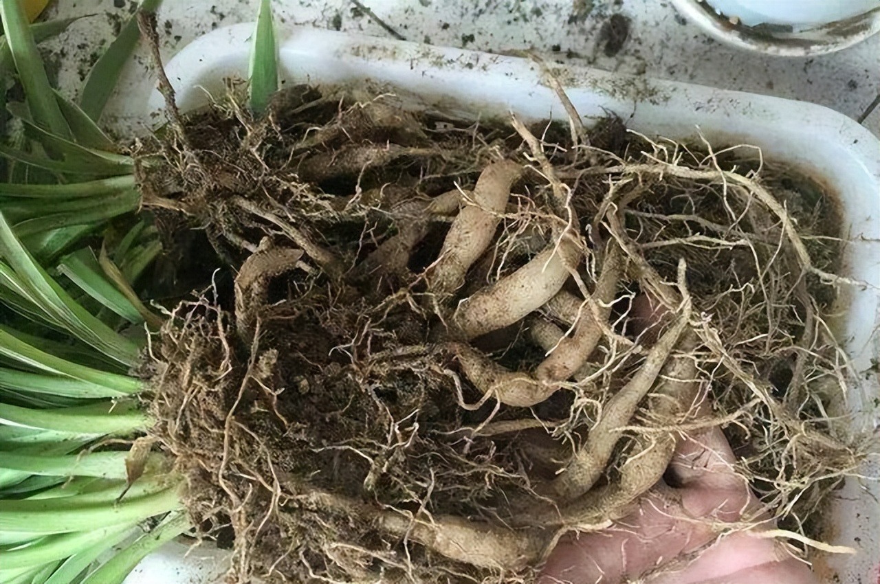 5 cây cảnh nếu không đổi "nhà mới" sẽ thành kẻ phá phách, ăn sạch đất, bóp vỡ chậu - Ảnh 7.