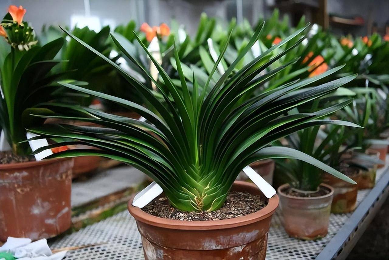 5 cây cảnh nếu không đổi "nhà mới" sẽ thành kẻ phá phách, ăn sạch đất, bóp vỡ chậu - Ảnh 4.