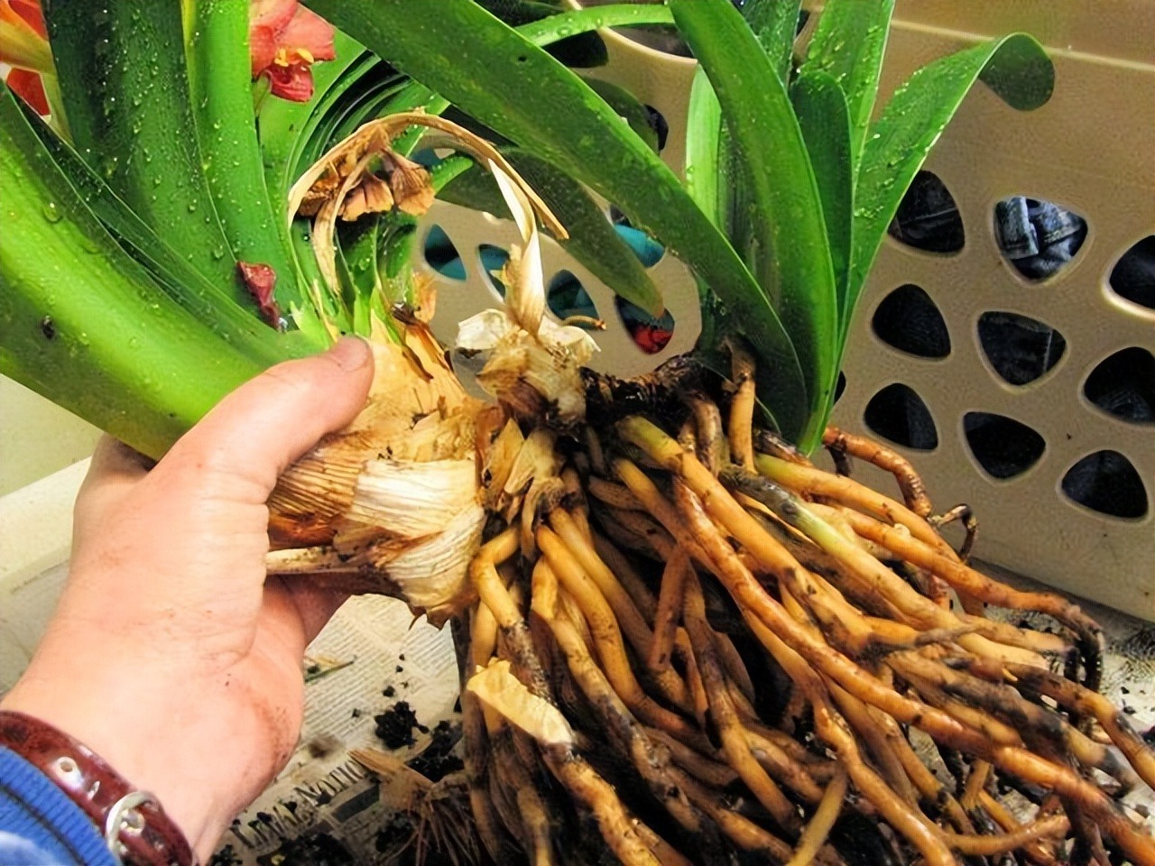 5 cây cảnh nếu không đổi "nhà mới" sẽ thành kẻ phá phách, ăn sạch đất, bóp vỡ chậu - Ảnh 5.