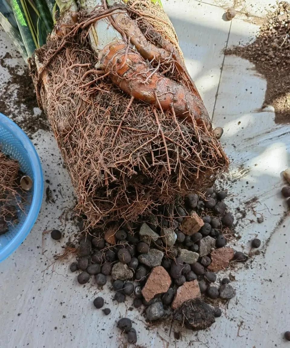 5 cây cảnh nếu không đổi "nhà mới" sẽ thành kẻ phá phách, ăn sạch đất, bóp vỡ chậu - Ảnh 11.