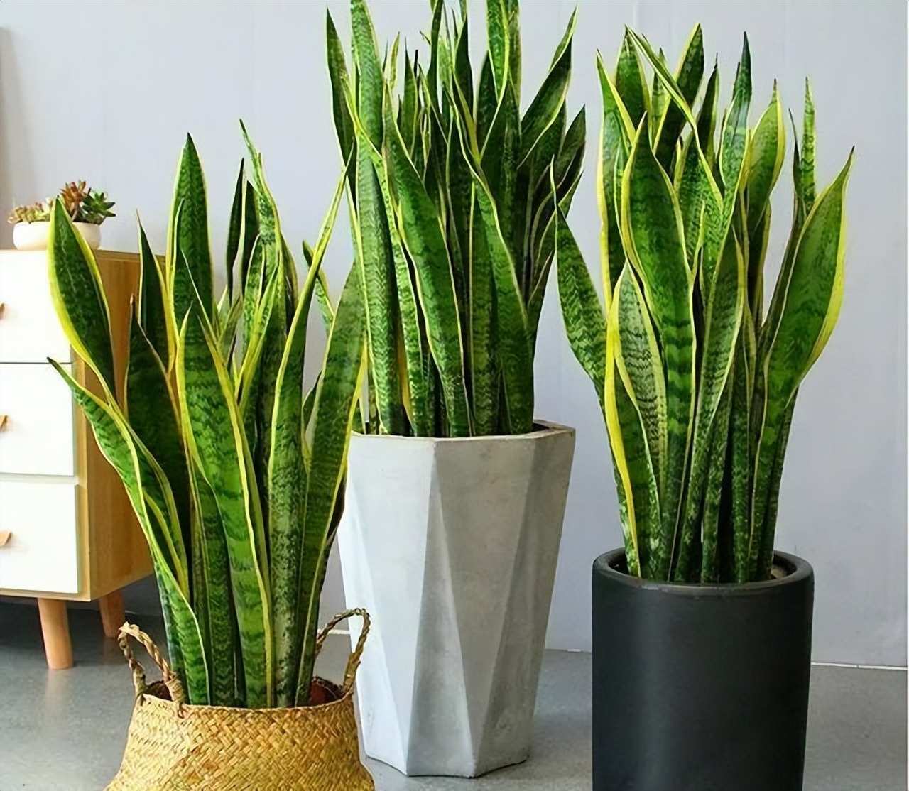 5 cây cảnh nếu không đổi "nhà mới" sẽ thành kẻ phá phách, ăn sạch đất, bóp vỡ chậu - Ảnh 10.