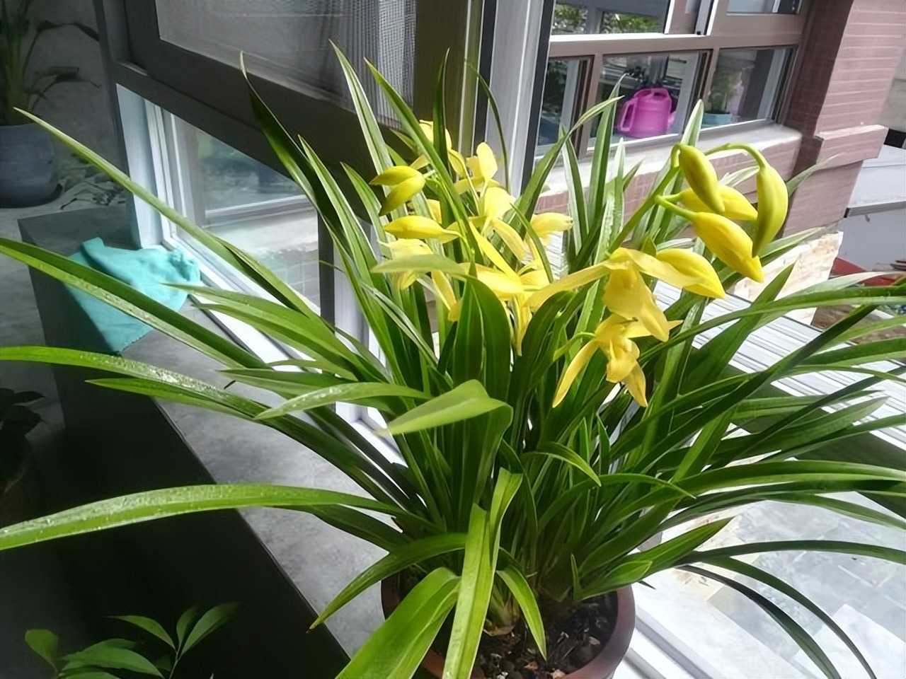 5 cây cảnh nếu không đổi "nhà mới" sẽ thành kẻ phá phách, ăn sạch đất, bóp vỡ chậu - Ảnh 2.