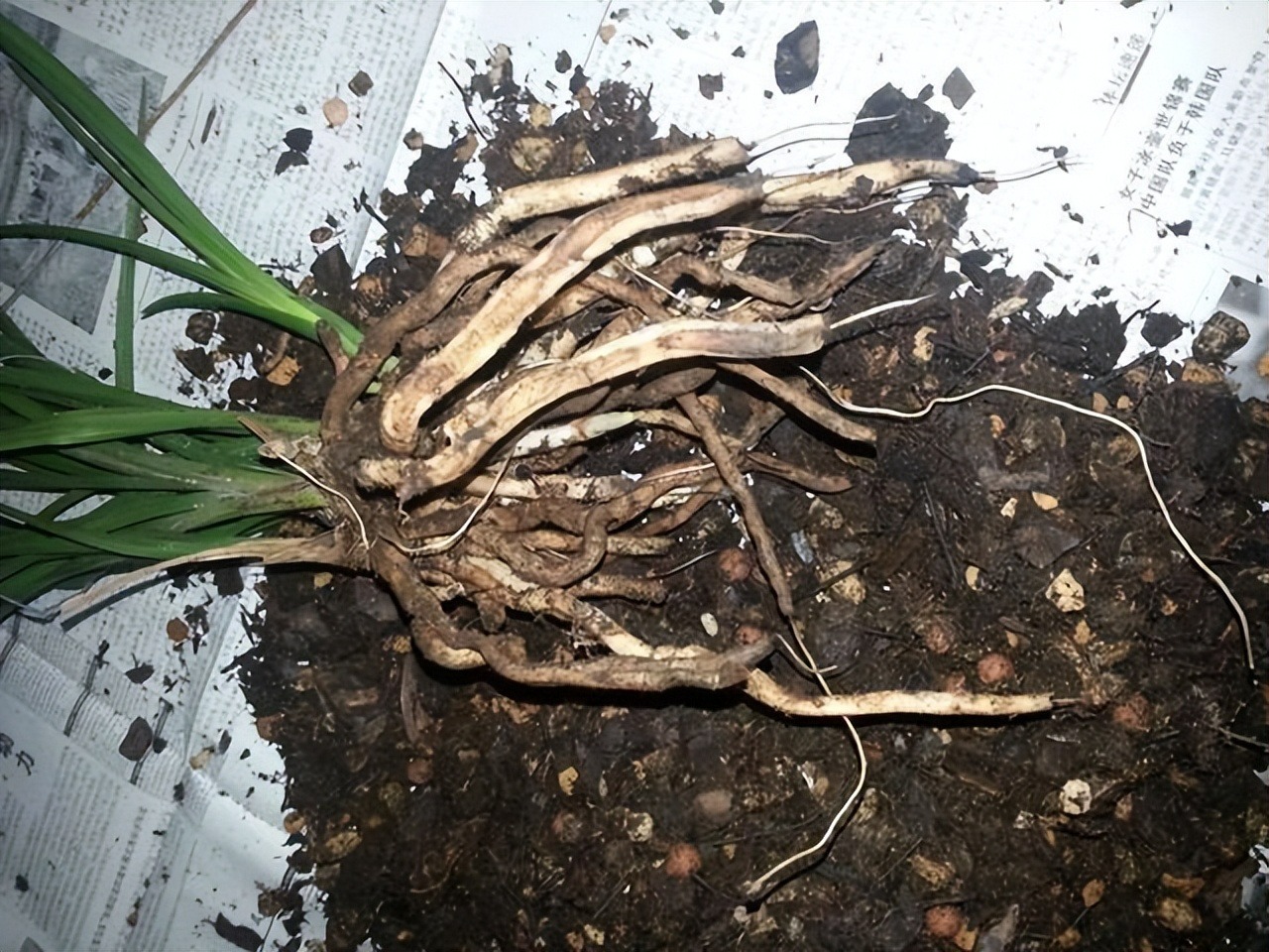 5 cây cảnh nếu không đổi "nhà mới" sẽ thành kẻ phá phách, ăn sạch đất, bóp vỡ chậu - Ảnh 3.