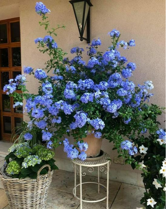 Đầu xuân, chăm sóc ngay cây cảnh này để nhà bạn có "biển" hoa xanh biếc, đẹp sững sờ - Ảnh 2.