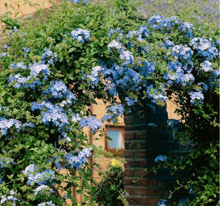 Đầu xuân, chăm sóc ngay cây cảnh này để nhà bạn có "biển" hoa xanh biếc, đẹp sững sờ - Ảnh 3.