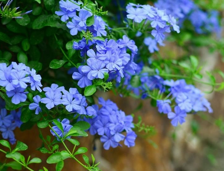 Đầu xuân, chăm sóc ngay cây cảnh này để nhà bạn có "biển" hoa xanh biếc, đẹp sững sờ - Ảnh 4.