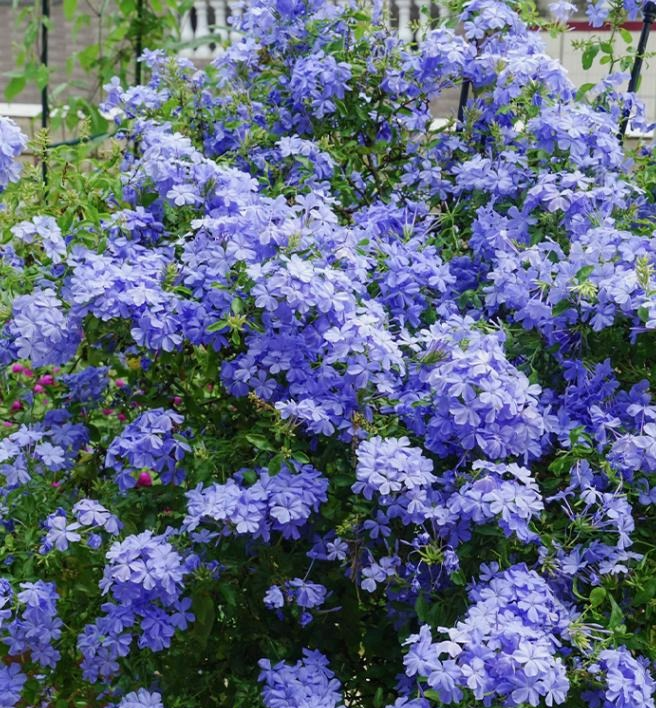 Đầu xuân, chăm sóc ngay cây cảnh này để nhà bạn có "biển" hoa xanh biếc, đẹp sững sờ - Ảnh 5.