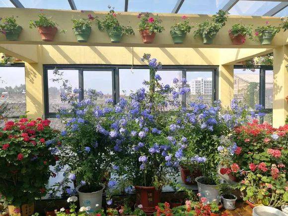 Đầu xuân, chăm sóc ngay cây cảnh này để nhà bạn có "biển" hoa xanh biếc, đẹp sững sờ - Ảnh 8.