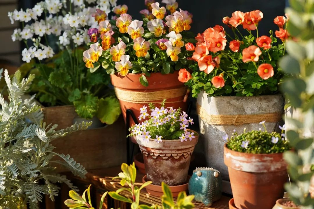 6 cây cảnh "mỗi ngày nở hoa", trồng ngay bây giờ, mùa hè trăm hoa đua sắc - Ảnh 1.