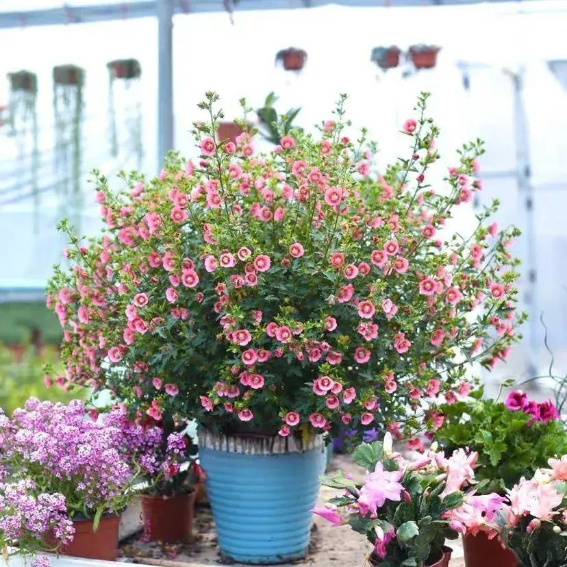 6 cây cảnh "mỗi ngày nở hoa", trồng ngay bây giờ, mùa hè trăm hoa đua sắc - Ảnh 6.