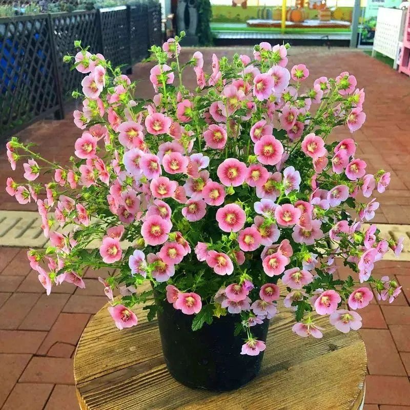 6 cây cảnh "mỗi ngày nở hoa", trồng ngay bây giờ, mùa hè trăm hoa đua sắc - Ảnh 7.