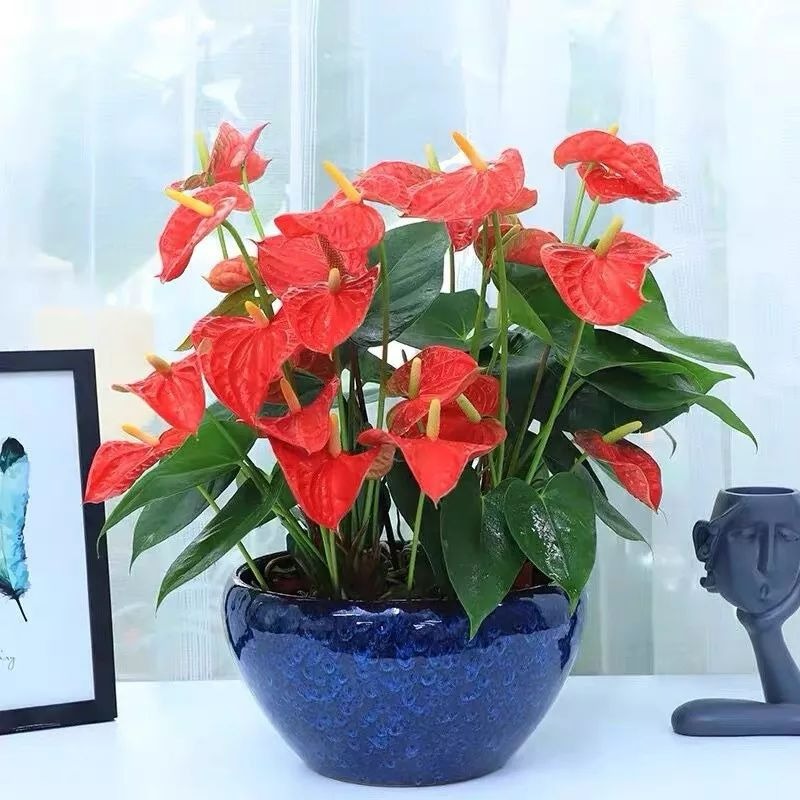 6 cây cảnh "mỗi ngày nở hoa", trồng ngay bây giờ, mùa hè trăm hoa đua sắc - Ảnh 4.