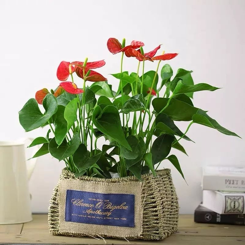 6 cây cảnh "mỗi ngày nở hoa", trồng ngay bây giờ, mùa hè trăm hoa đua sắc - Ảnh 5.