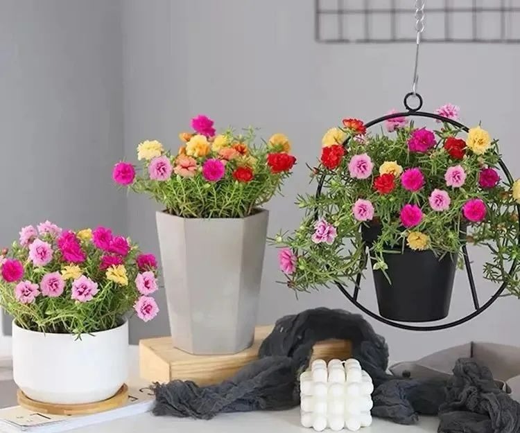 6 cây cảnh "mỗi ngày nở hoa", trồng ngay bây giờ, mùa hè trăm hoa đua sắc - Ảnh 3.