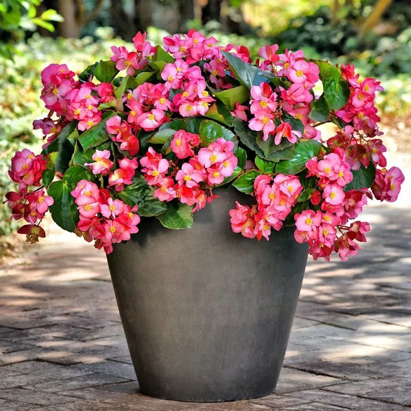 6 cây cảnh "mỗi ngày nở hoa", trồng ngay bây giờ, mùa hè trăm hoa đua sắc - Ảnh 12.