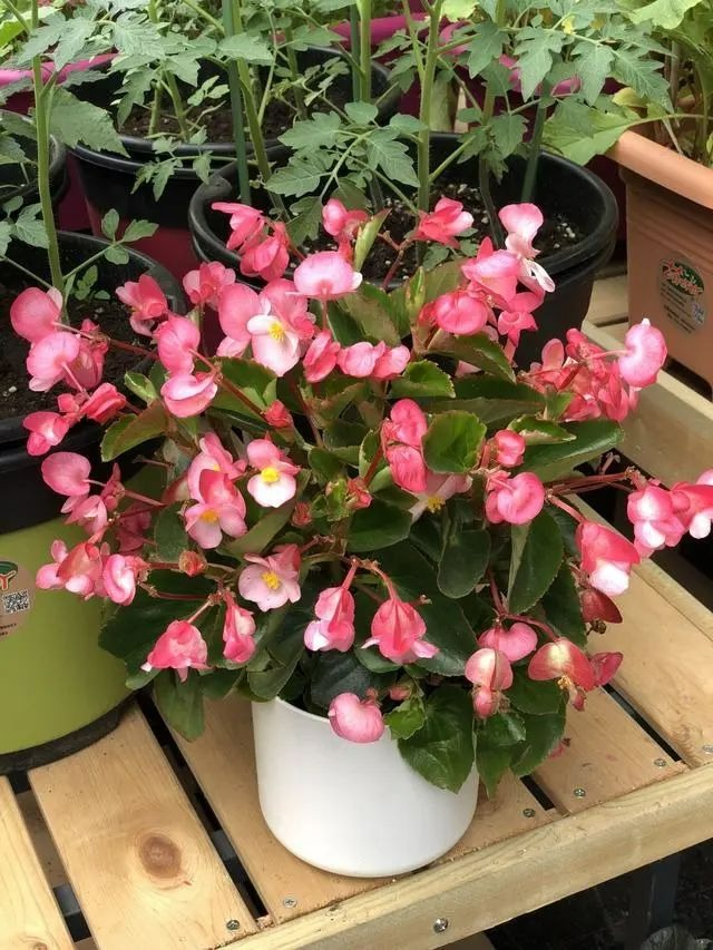 6 cây cảnh "mỗi ngày nở hoa", trồng ngay bây giờ, mùa hè trăm hoa đua sắc - Ảnh 13.