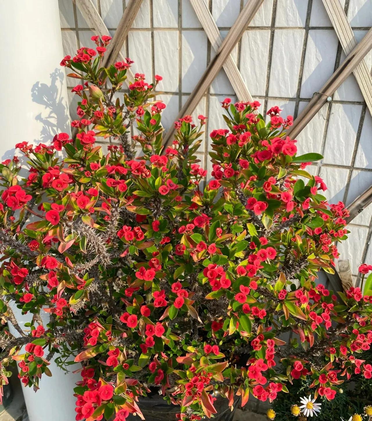 6 cây cảnh "mỗi ngày nở hoa", trồng ngay bây giờ, mùa hè trăm hoa đua sắc - Ảnh 11.