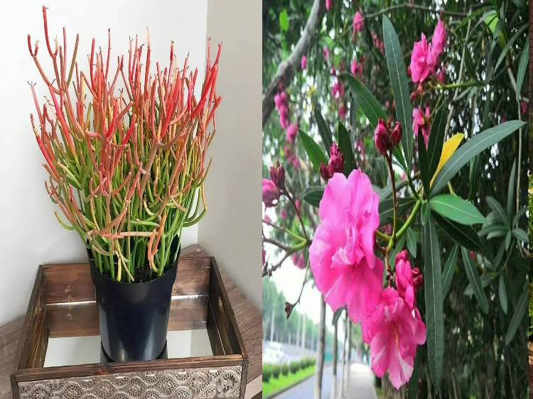 Trong nhà có 7 loại cây cảnh này, hoa tươi người héo, người xưa khuyên không nên trồng - Ảnh 3.