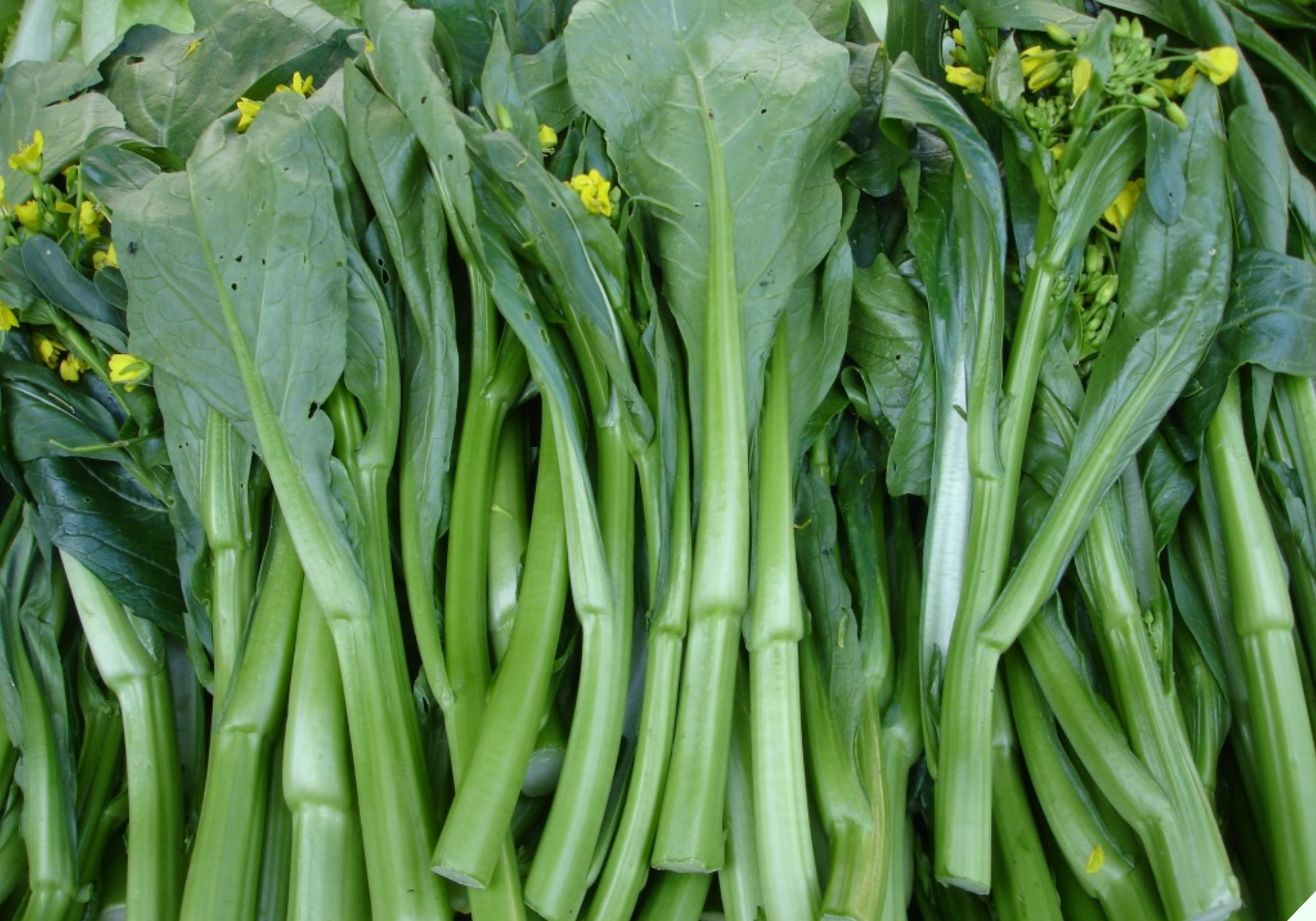 Loại rau rẻ tiền lại rất ngon đang vào cuối vụ, có lượng canxi gấp 5 lần cá - Ảnh 1.