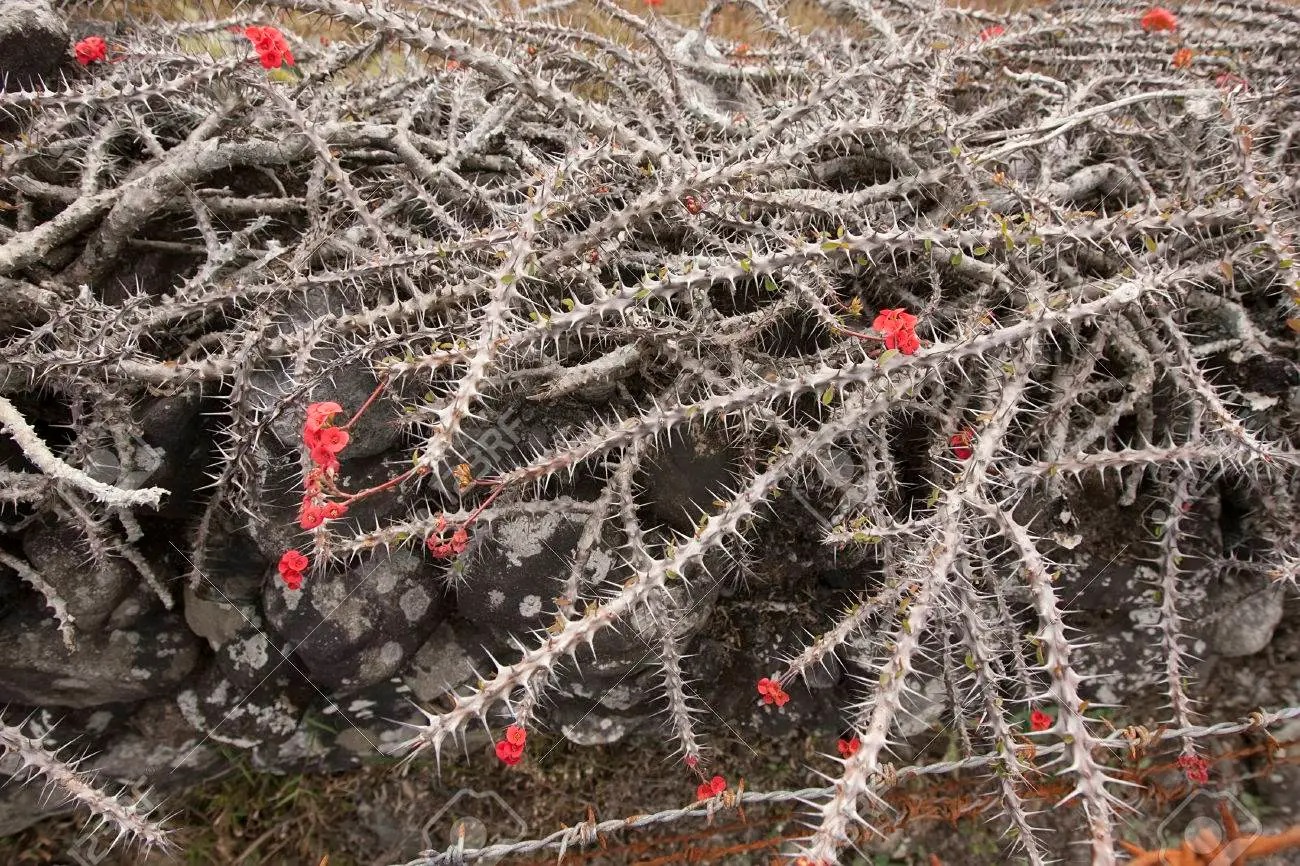 Trong nhà có 7 loại cây cảnh này, hoa tươi người héo, người xưa khuyên không nên trồng - Ảnh 9.