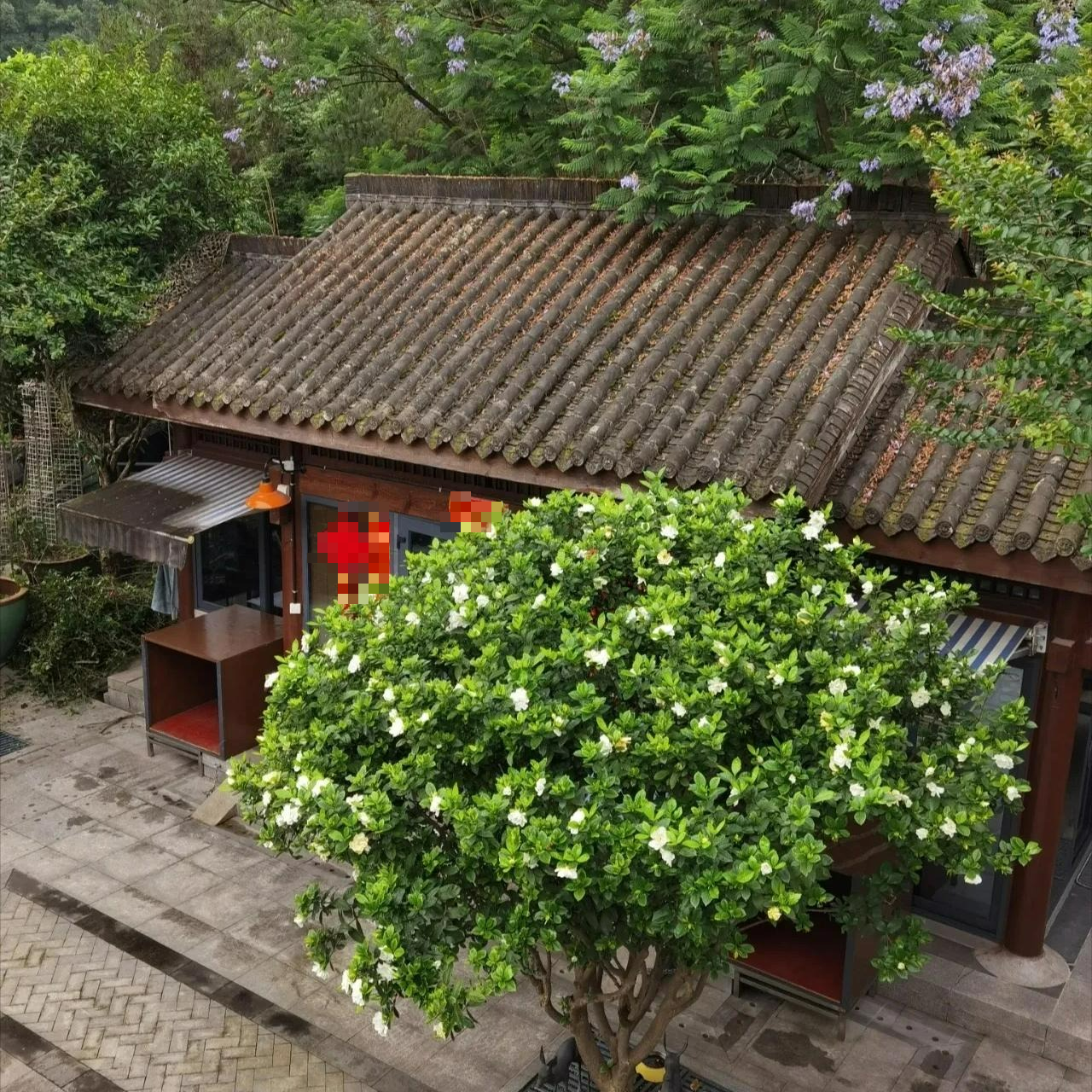 8 cây cảnh có hoa đẹp, khét tiếng không sợ nóng, càng phơi nắng càng lắm nụ nhiều hoa - Ảnh 13.