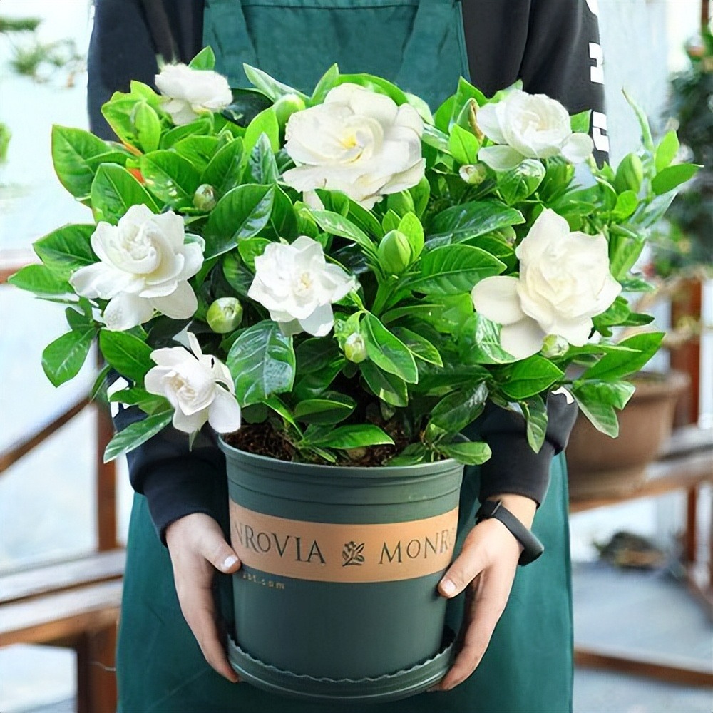 8 cây cảnh có hoa đẹp, khét tiếng không sợ nóng, càng phơi nắng càng lắm nụ nhiều hoa - Ảnh 12.