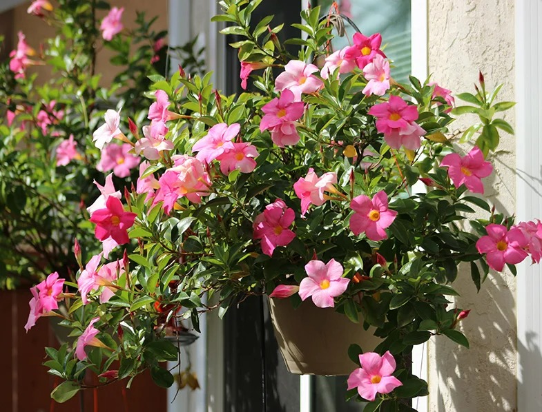 8 cây cảnh có hoa đẹp, khét tiếng không sợ nóng, càng phơi nắng càng lắm nụ nhiều hoa - Ảnh 2.