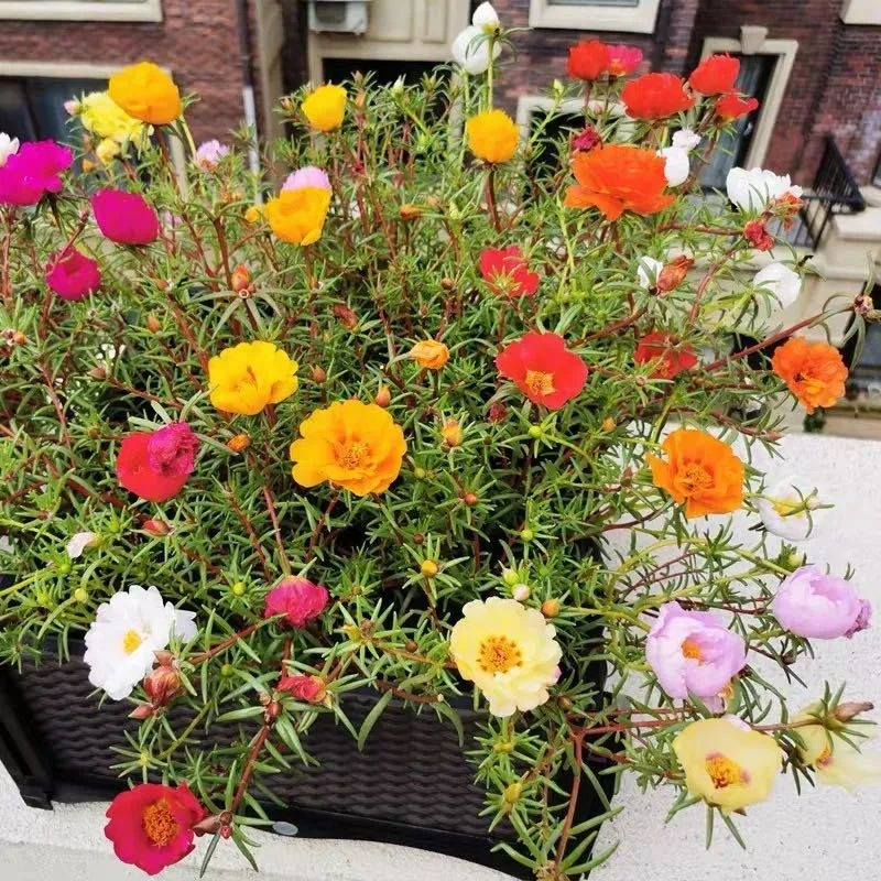 8 cây cảnh có hoa đẹp, khét tiếng không sợ nóng, càng phơi nắng càng lắm nụ nhiều hoa - Ảnh 15.