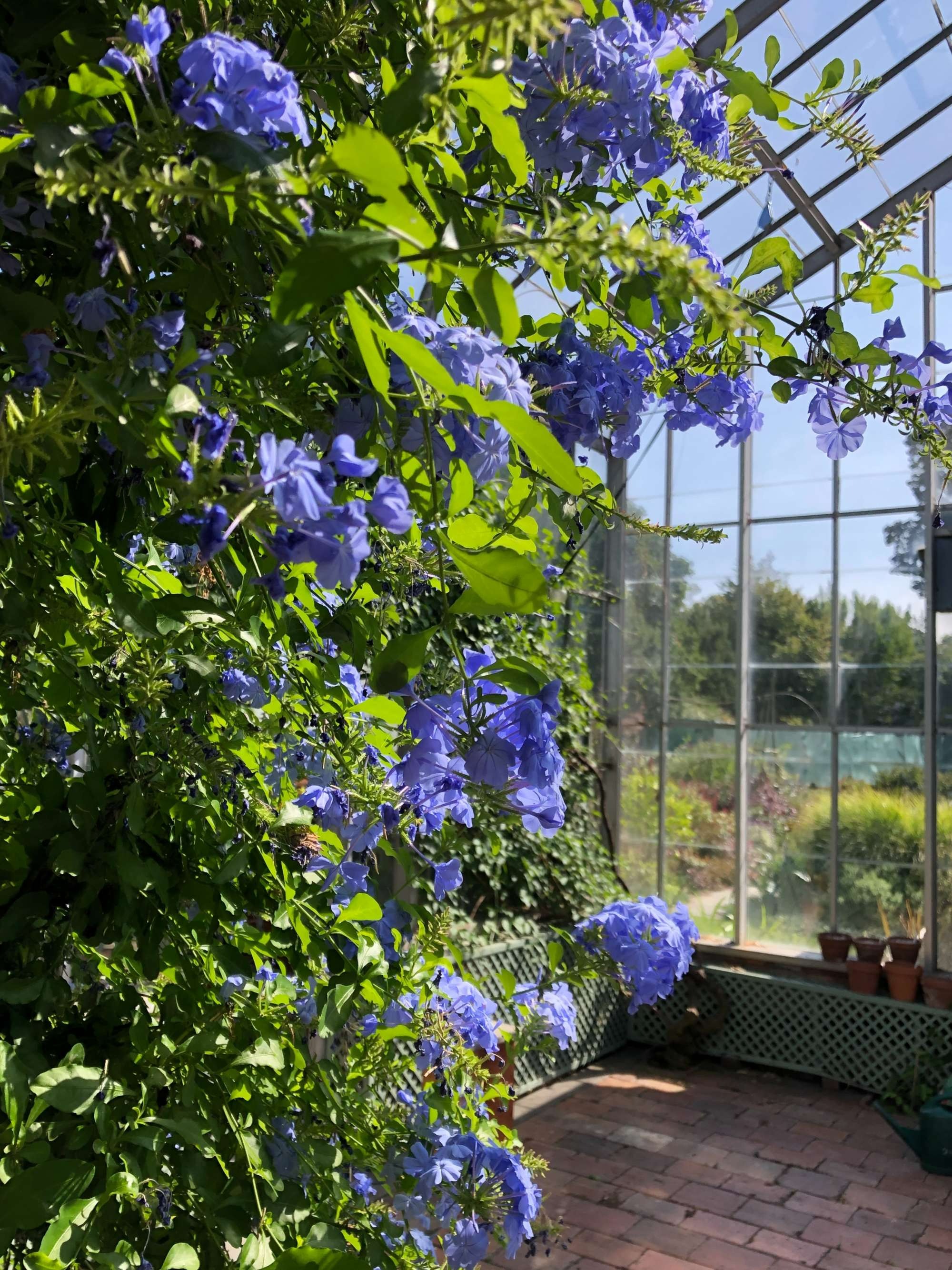 8 cây cảnh có hoa đẹp, khét tiếng không sợ nóng, càng phơi nắng càng lắm nụ nhiều hoa - Ảnh 7.