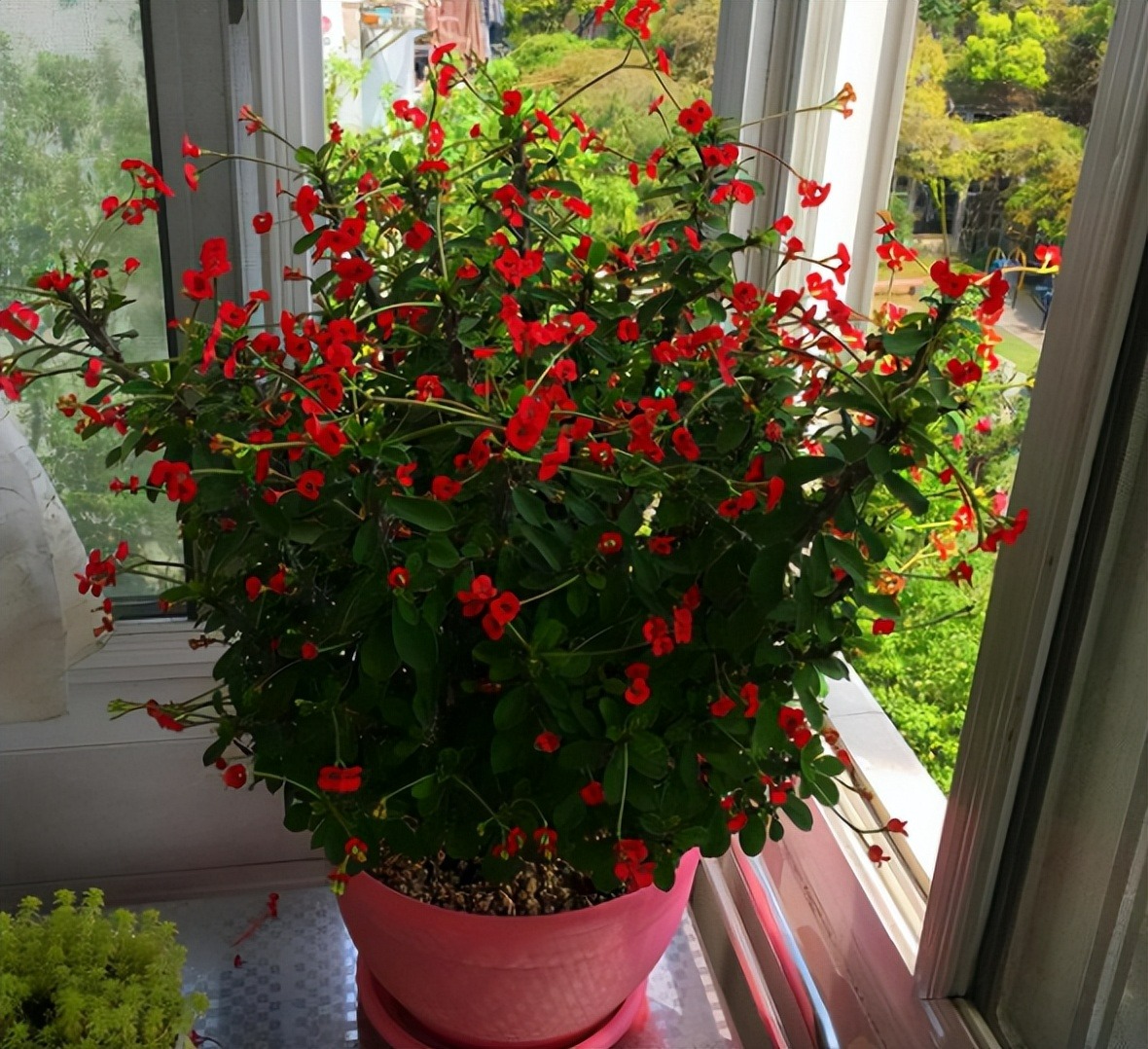 8 cây cảnh có hoa đẹp, khét tiếng không sợ nóng, càng phơi nắng càng lắm nụ nhiều hoa - Ảnh 14.