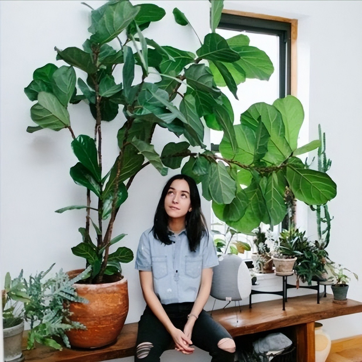 9 sai lầm khi chăm sóc cây cảnh, bảo sao mất công, tốn tiền mà cây vẫn chết mòn chết mỏi - Ảnh 3.