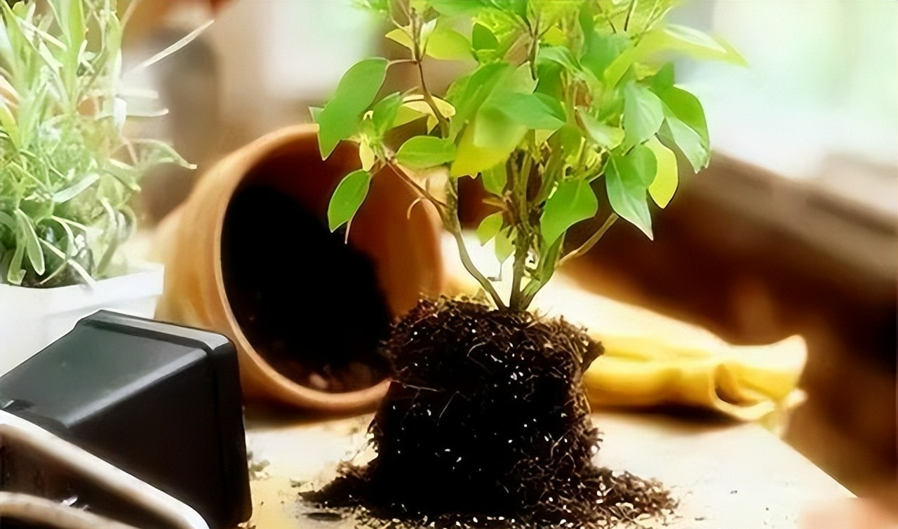 9 sai lầm khi chăm sóc cây cảnh, bảo sao mất công, tốn tiền mà cây vẫn chết mòn chết mỏi - Ảnh 4.