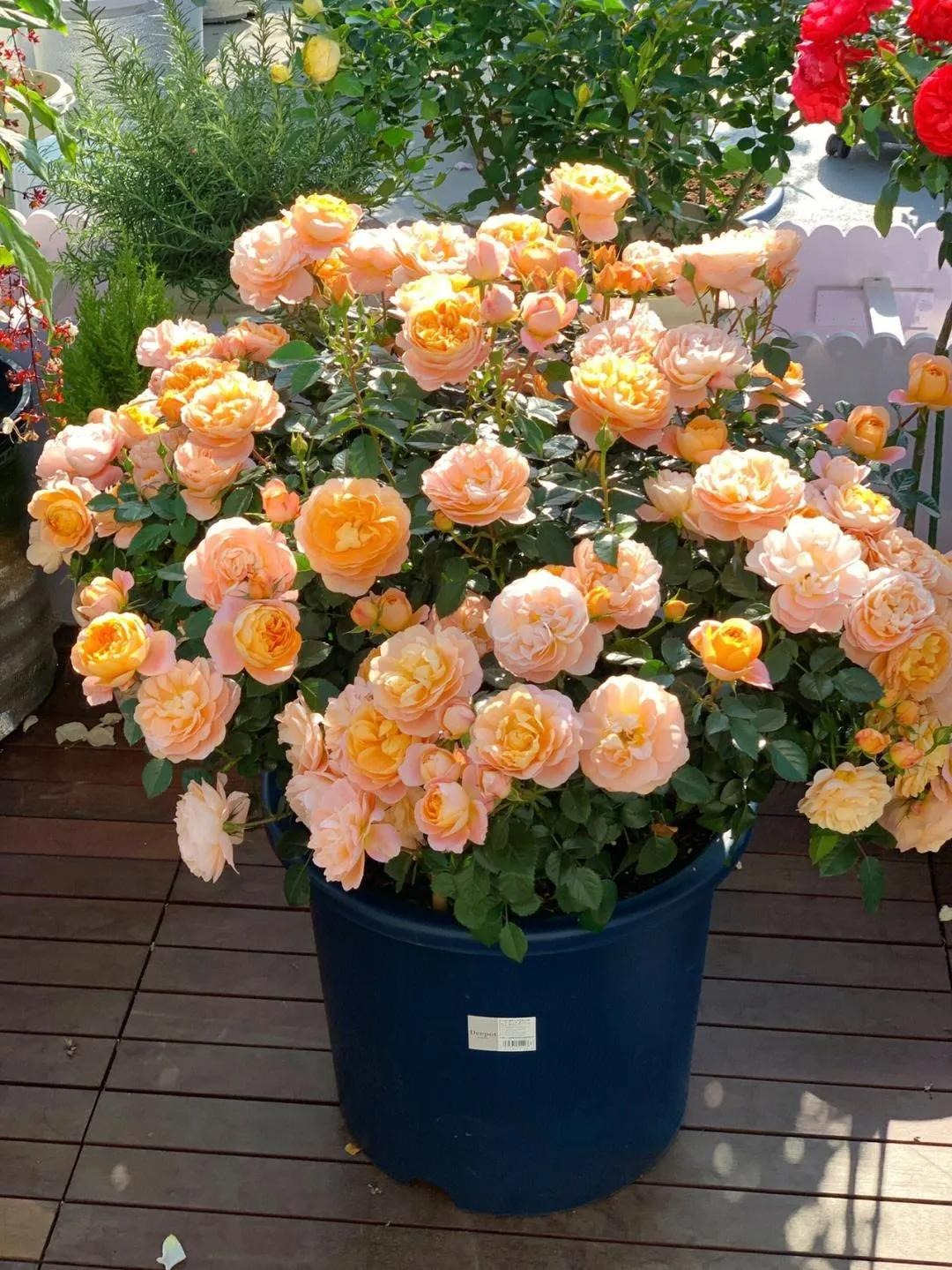 9 sai lầm khi chăm sóc cây cảnh, bảo sao mất công, tốn tiền mà cây vẫn chết mòn chết mỏi - Ảnh 6.