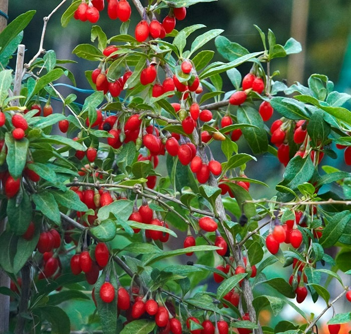 5 cây cảnh "tiên thảo" rực rỡ, vừa ngắm vừa nấu ăn, pha trà, trồng vài chậu cả nhà hưởng phúc - Ảnh 2.