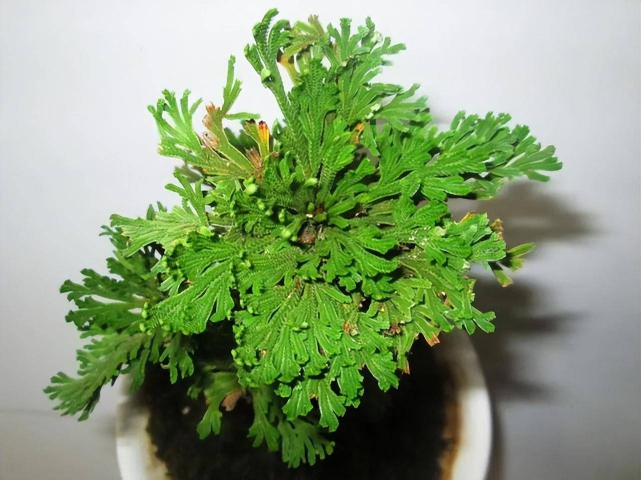 5 cây cảnh "tiên thảo" rực rỡ, vừa ngắm vừa nấu ăn, pha trà, trồng vài chậu cả nhà hưởng phúc - Ảnh 5.