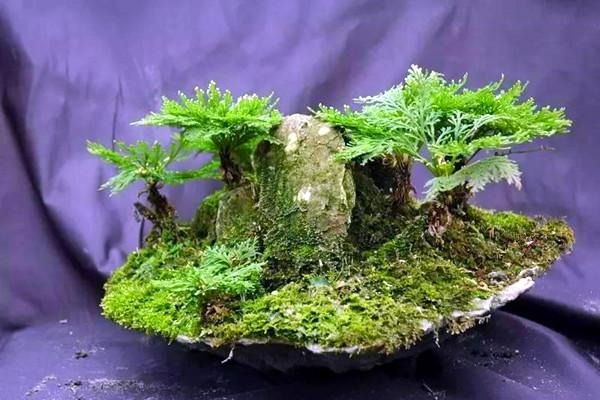 5 cây cảnh "tiên thảo" rực rỡ, vừa ngắm vừa nấu ăn, pha trà, trồng vài chậu cả nhà hưởng phúc - Ảnh 6.