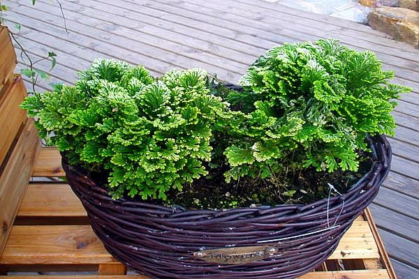 5 cây cảnh "tiên thảo" rực rỡ, vừa ngắm vừa nấu ăn, pha trà, trồng vài chậu cả nhà hưởng phúc - Ảnh 7.