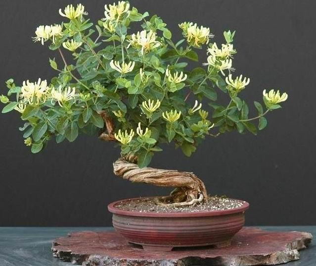 5 cây cảnh "tiên thảo" rực rỡ, vừa ngắm vừa nấu ăn, pha trà, trồng vài chậu cả nhà hưởng phúc - Ảnh 9.