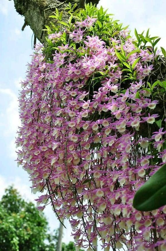 5 cây cảnh "tiên thảo" rực rỡ, vừa ngắm vừa nấu ăn, pha trà, trồng vài chậu cả nhà hưởng phúc - Ảnh 13.