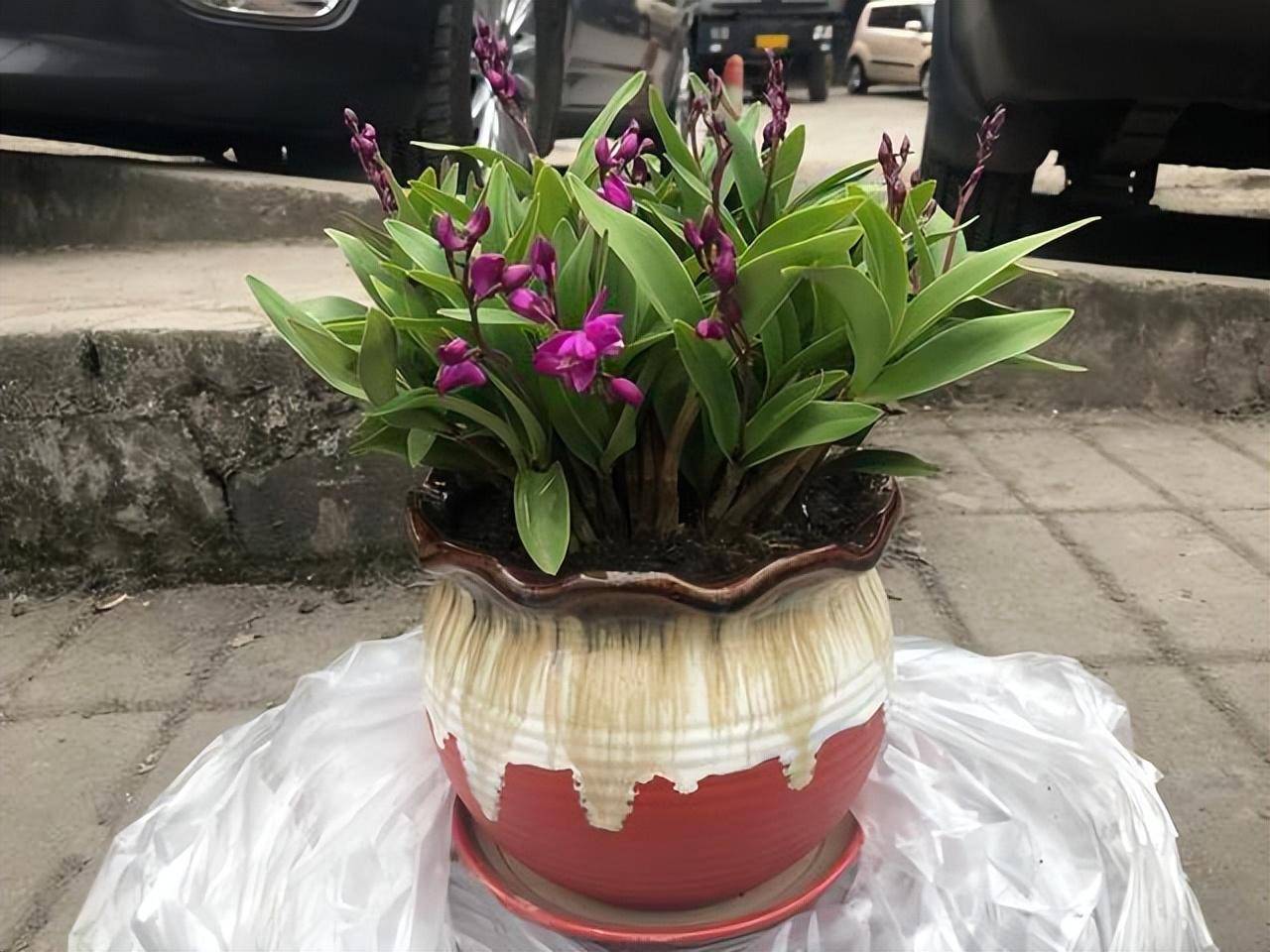 5 cây cảnh "tiên thảo" rực rỡ, vừa ngắm vừa nấu ăn, pha trà, trồng vài chậu cả nhà hưởng phúc - Ảnh 11.