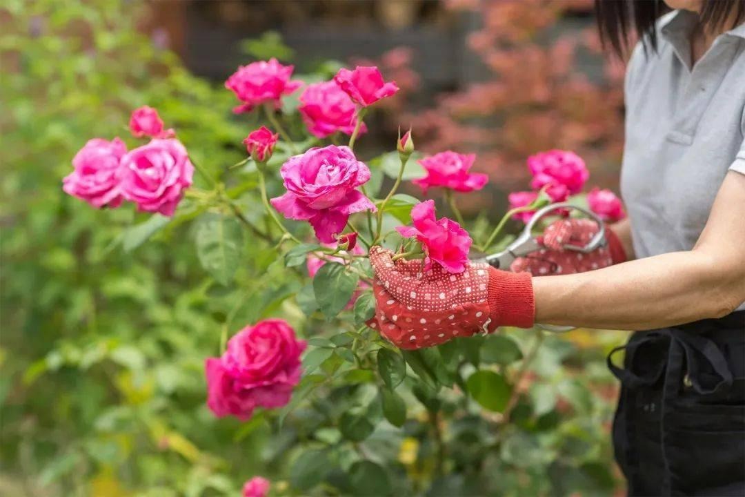 Mùa xuân đến, đừng ngắt bừa 4 cây cảnh này, số lượng hoa sẽ giảm một nửa đấy - Ảnh 1. Mùa xuân đến, đừng ngắt bừa 4 cây cảnh này, số lượng hoa sẽ giảm một nửa đấy - Ảnh 1.