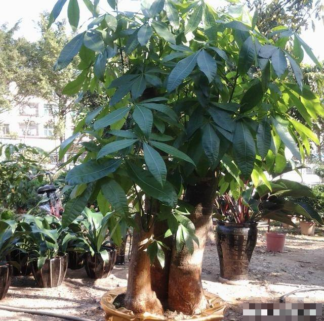 Người xưa dặn: "5 cây cảnh nở hoa, nhà vạn sự hanh thông, điềm lành đến cửa" - Ảnh 6.