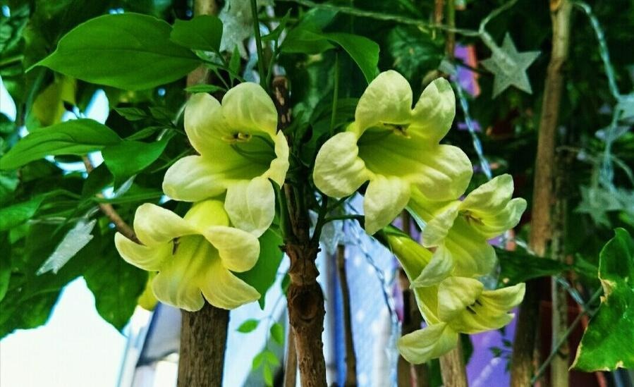 Người xưa dặn: "5 cây cảnh nở hoa, nhà vạn sự hanh thông, điềm lành đến cửa" - Ảnh 3.