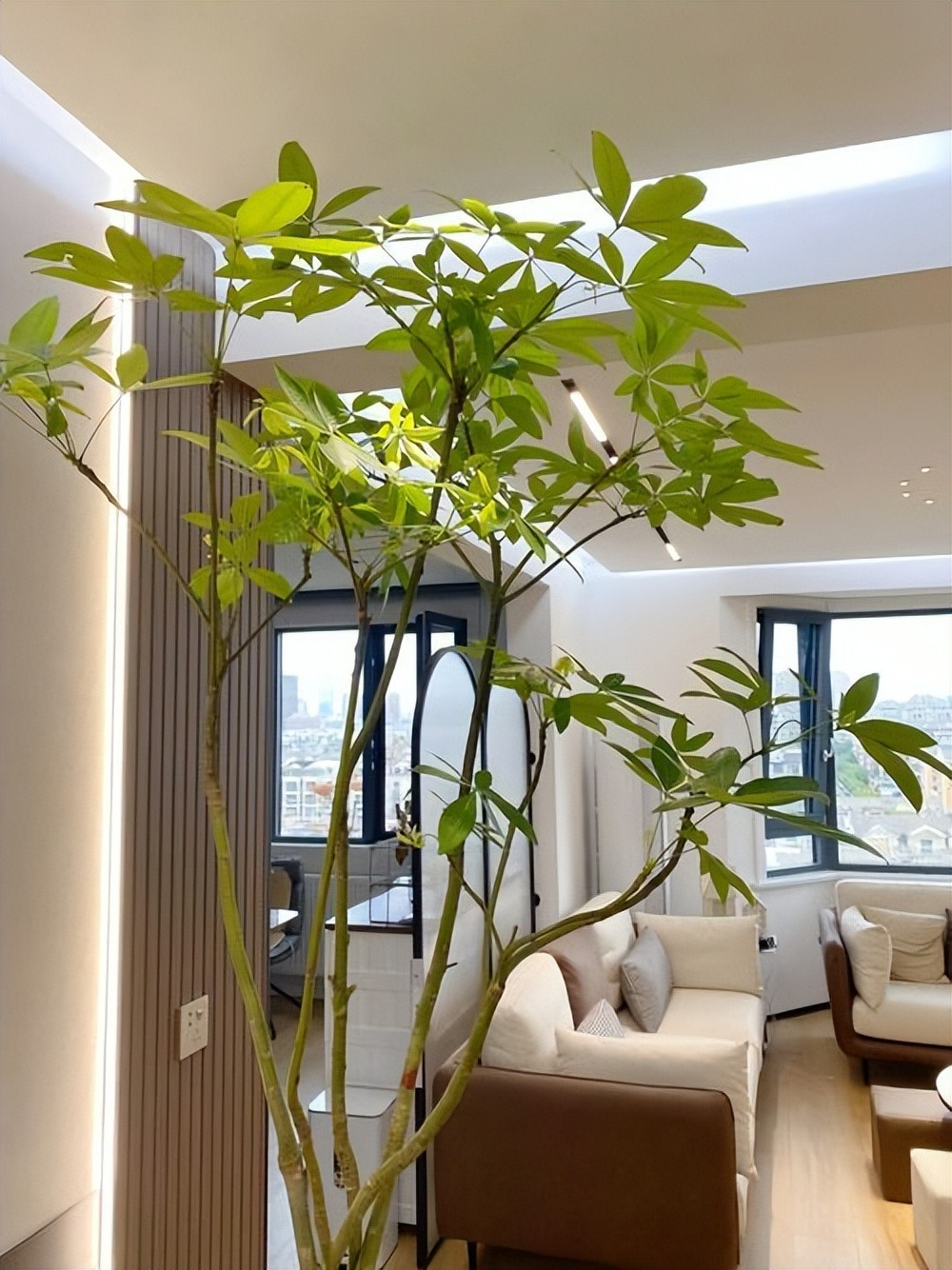Người xưa dặn: "5 cây cảnh nở hoa, nhà vạn sự hanh thông, điềm lành đến cửa" - Ảnh 4.