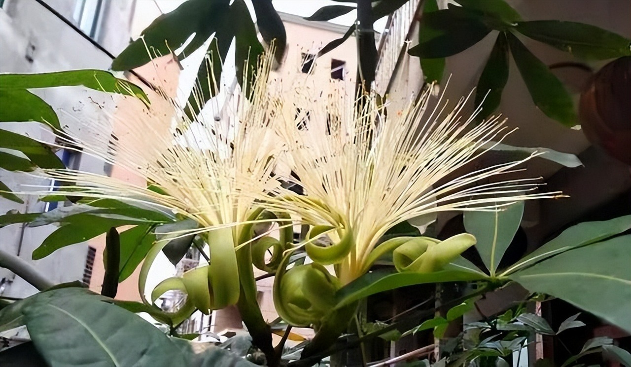 Người xưa dặn: "5 cây cảnh nở hoa, nhà vạn sự hanh thông, điềm lành đến cửa" - Ảnh 5.