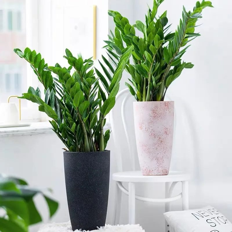 Người xưa dặn: "5 cây cảnh nở hoa, nhà vạn sự hanh thông, điềm lành đến cửa" - Ảnh 13.