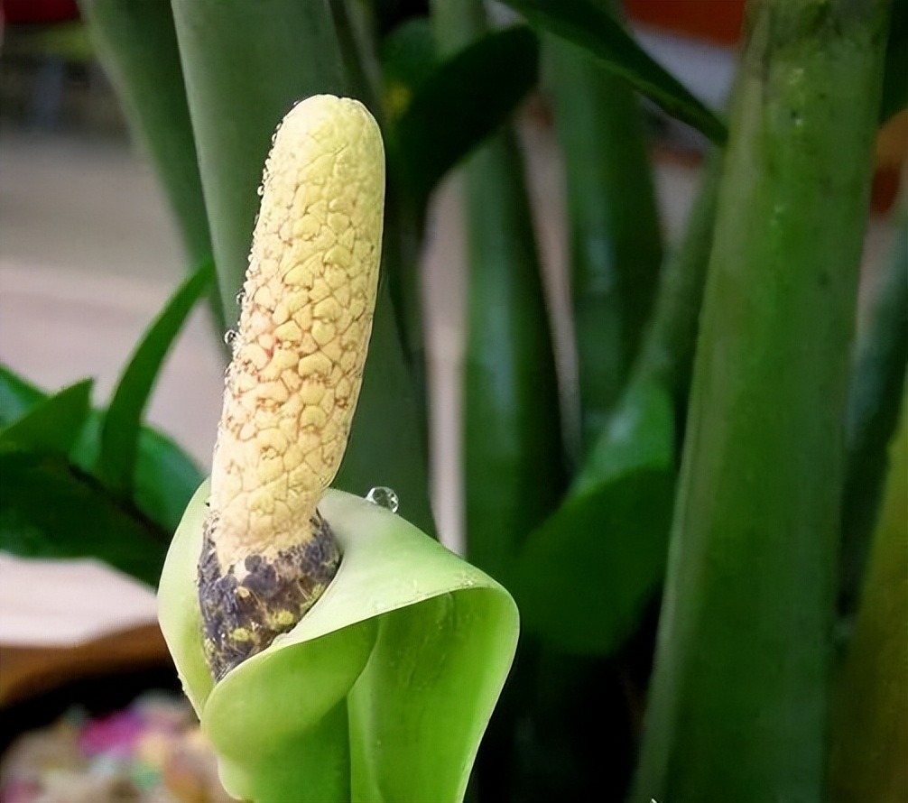Người xưa dặn: "5 cây cảnh nở hoa, nhà vạn sự hanh thông, điềm lành đến cửa" - Ảnh 14.