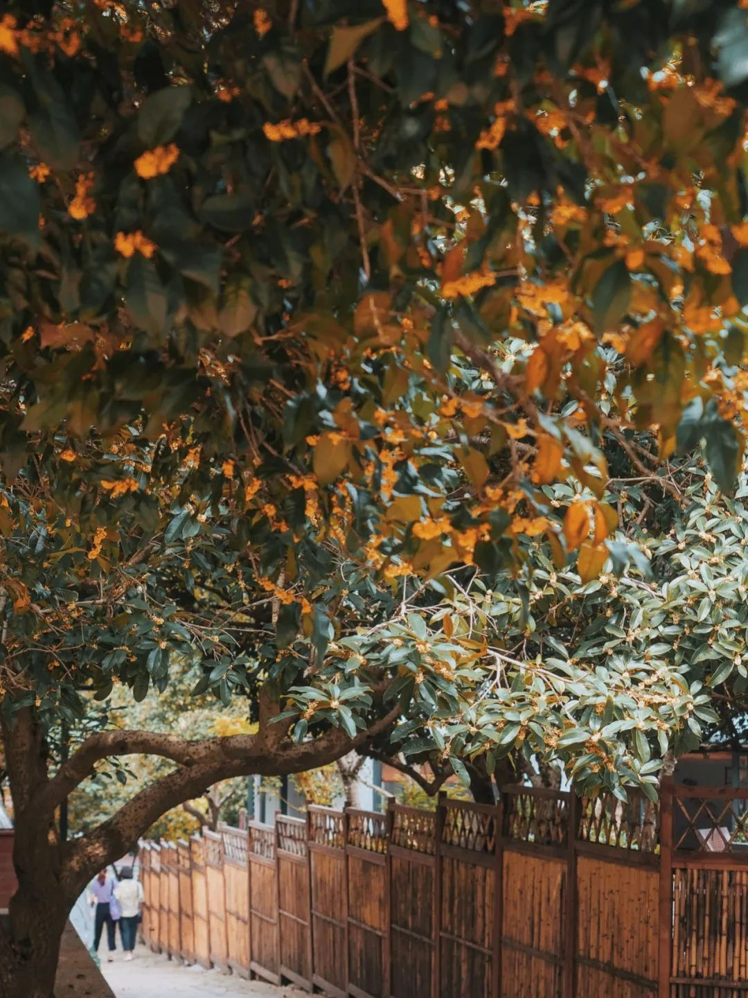 "Mộc hương trước nhà, quý nhân trong cửa", cây cảnh ngát hương người xưa khuyên trồng - Ảnh 13.